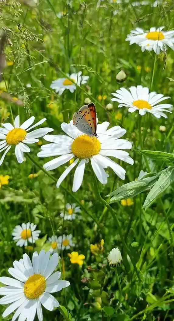Kamille_Falter Naturgarten Kamille mit Falter