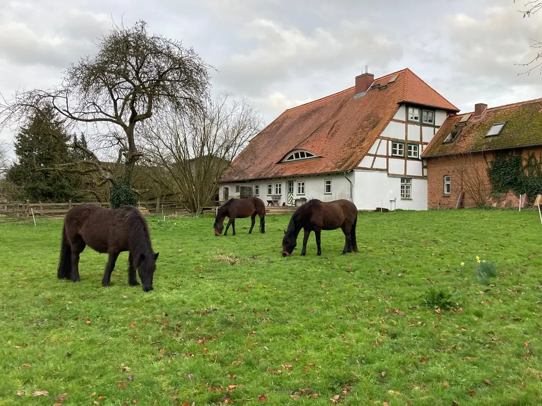 vorher Vorgarten vor der Umgestaltung